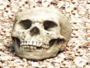 STONE GARDE ORNAMENT SKULL DECORATION ACCESSORIES - CLICK & COLLECT ONLY - Image 1