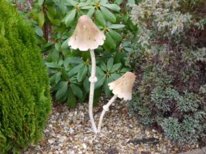 Garden Decorative Mushroom Metal Stake 60CM - Image 1