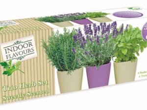 Pastel Trio Herb Set - Sweetly Scented - Image 1