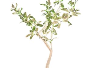 The Christmas Workshop 50 cm 32 LED Mistletoe Tree, Warm White - Image 1