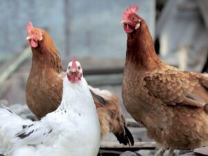 Printed Chicken Doormat 75 X 45