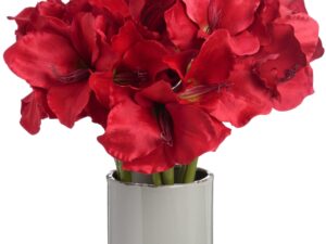 Red Amaryllis Stem