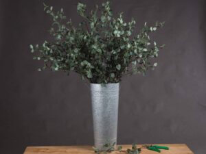 Tall Eucalyptus Stem