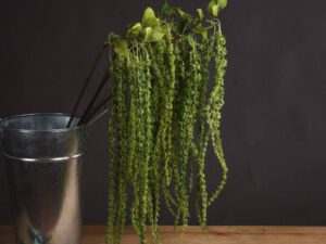 Green Amaranthus