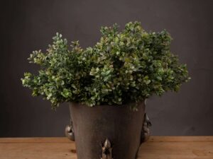 Red tipped leaf spray