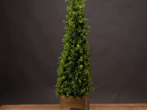 Large Topiary Pyramid