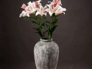 Stargazer Lily