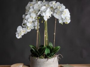 Large White Orchid In Stone Pot