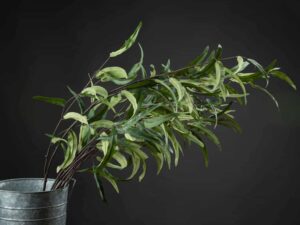 Eucalyptus Nicholii Spray