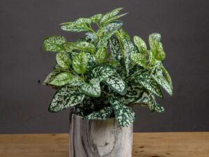 Variegated White And Green Nerve Plant