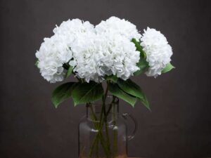 White Classic Hydrangea