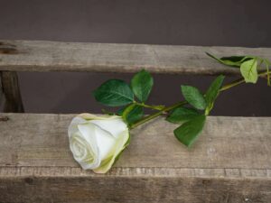 Single White Rose - Image 1