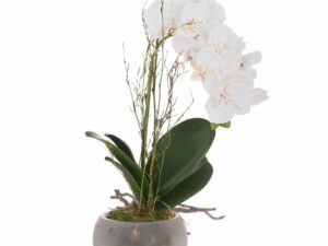 Small Glass Potted Orchid With Roots