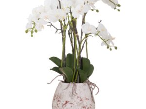 Large Stone Potted Orchid With Roots