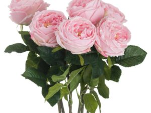 Pastel Pink Portland Rose