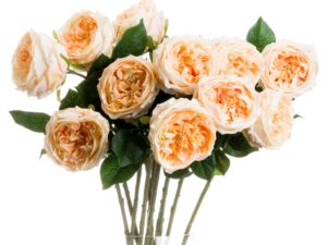 Butter Portland Rose