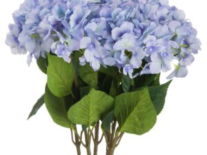 Single Blue Hydrangea