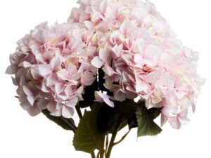 Single Pink Hydrangea
