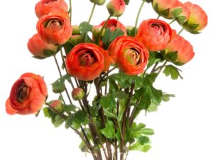 Orange Ranunculus