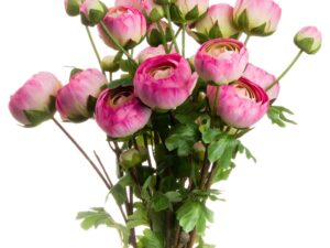 Pink Ranunculus