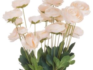 Cream Ranunculus