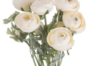 Soft Cream Ranunculus - Image 1