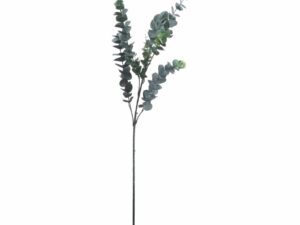 Silver Dollar Eucalyptus