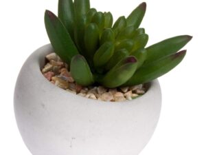 Miniature Little Jewel Succulent In Cement Pot