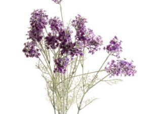 Purple Meadow Flower