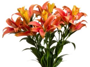 Orange Stargazer Spray