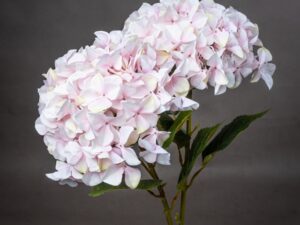 Giant Pink Hydrangea