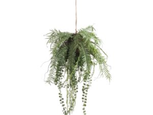 Fern Hanging Basket Arrangment
