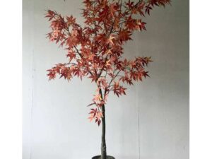 Large Acer Tree