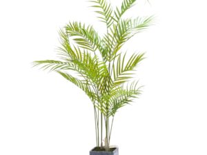 Parasdise Potted Palm