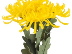 Spider Chrysanthemum Yellow - Image 1