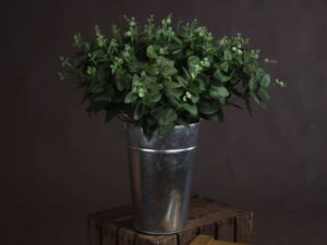 Cineraria Eucalyptus Spray - Image 1