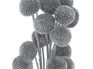 Dried Grey Billy Ball Bunch Of 20 - Image 1