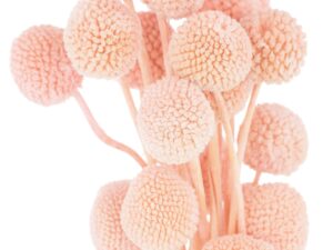 Dried Mauve Billy Ball Bunch Of 20