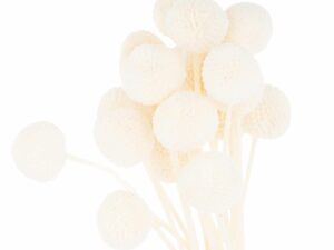 Dried White Billy Ball Bunch Of 20 - Image 1