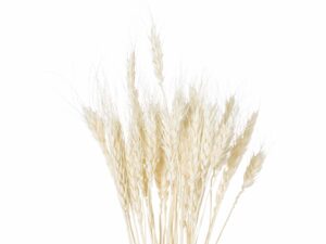 Dried White Wheat Bunch Of 20