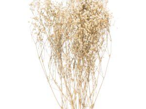 Dried White Babys Breath Bunch - Image 1