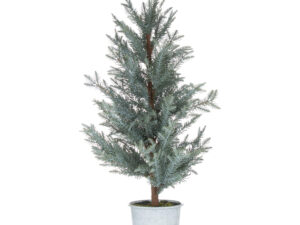Tall Chirstmas Fir Tree In Stone