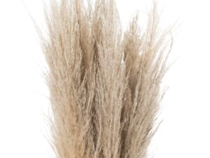 Taupe Grey Pampas Grass Stem